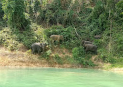 One Day Nature Exploration: Chiew Larn Lake