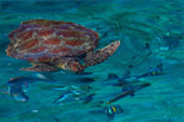 Similan Islands and Surin Archipelago Adventure